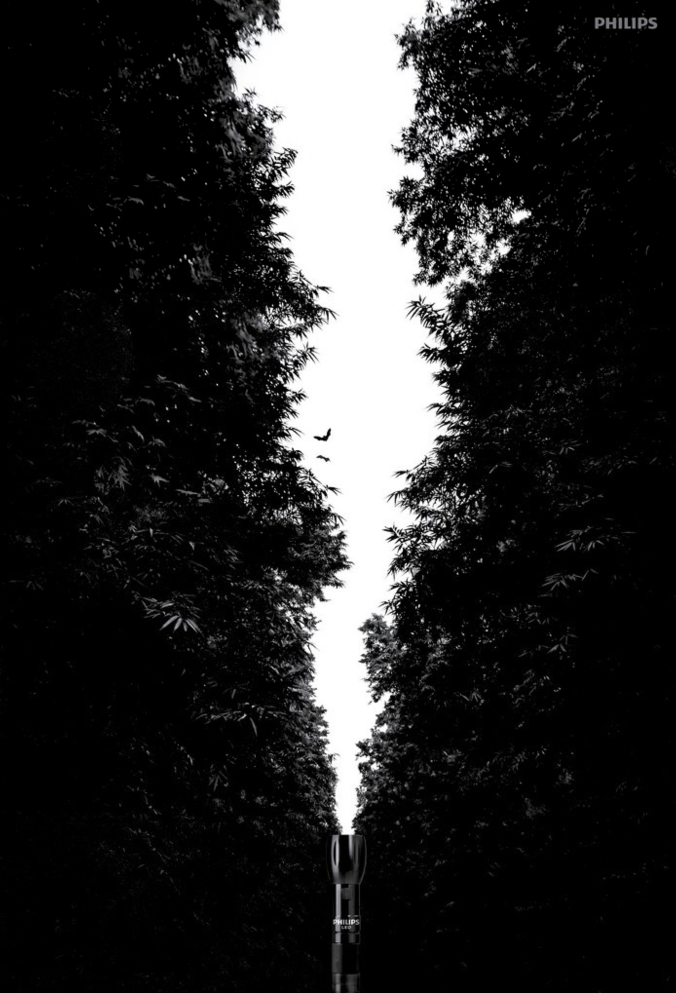 black-and-white image of a forest with a narrow strip of sky, with a torch at the bottom making it appear as if the sky is also the beam of the torch